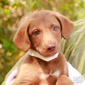Labrador Retriever and Chesapeake Bay Retriever Dogs Available for Adoption in Washington, District Of Columbia - Ms. Vicki | PetCurious