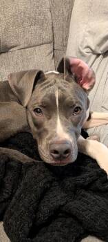 Hale -  Pit Bull Terrier Dog for Adoption in Germantown, Ohio - Hale | PetCurious