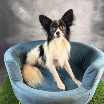 Gunner -  Papillon Dog for Adoption in Garland, Texas - Gunner | PetCurious