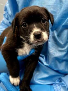 Mixed Breed Dogs Available for Adoption - Jhope | PetCurious