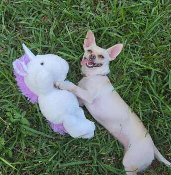 Hilda in TX -  Chihuahua Dog for Adoption in Cranston, Rhode Island - Hilda In TX | PetCurious