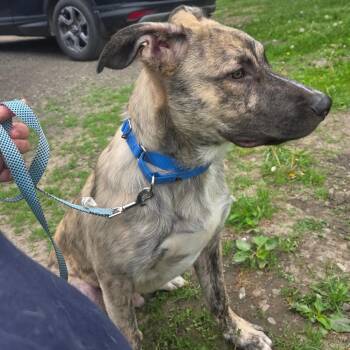 German Shepherd Dog and Mixed Breed Dogs Available for Adoption in Oneonta, New York - Mojo | PetCurious