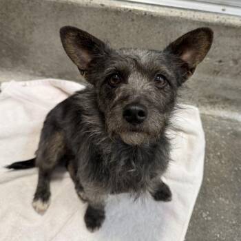 Chachi -  Terrier and Mixed Breed Dog for Adoption in Los Angeles, California - Chachi | PetCurious