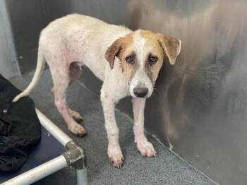 Rescue Mixed Breed Dogs for Adoption in Dallas, Texas - DEXTER | PetCurious