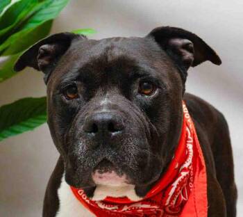 Terrier Dogs Available for Adoption in Sanford, Florida - Snuggles | PetCurious