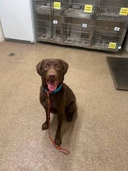 Scooby -  Chocolate Labrador Retriever Dog for Adoption in Fruit Heights, Utah - Scooby | PetCurious