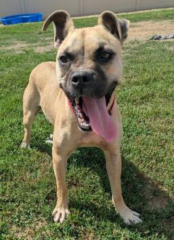 Nelly -  Pit Bull Terrier and Mixed Breed Dog for Adoption in Yankton, South Dakota - Nelly | PetCurious