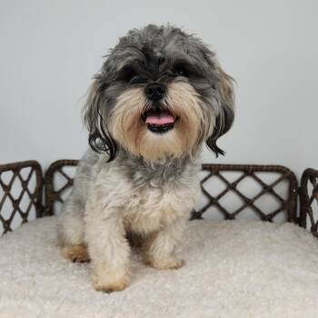 Louis -  Shih Tzu Dog for Adoption in Fort Wayne, Indiana - Louis | PetCurious
