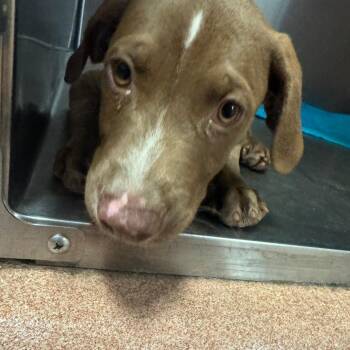 Hershey -  Mixed Breed Dog for Adoption in Columbus, Georgia - Hershey | PetCurious