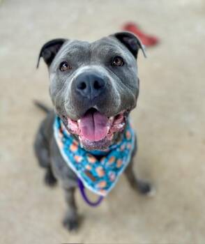 BETSY -  Pit Bull Terrier Dog for Adoption in Charlotte, North Carolina - BETSY | PetCurious