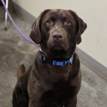 Cadbury -  Chocolate Labrador Retriever Dog for Adoption in Philadelphia, Pennsylvania - Cadbury | PetCurious