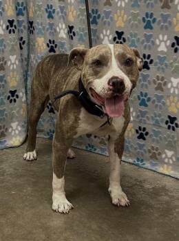 BEATRICE -  Pit Bull Terrier and Mixed Breed Dog for Adoption in Rosenberg, Texas - BEATRICE | PetCurious