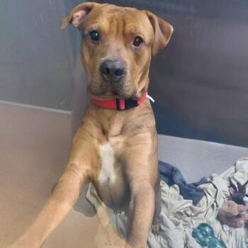 Red -  Pit Bull Terrier Dog for Adoption in Palm Springs, California - Red | PetCurious