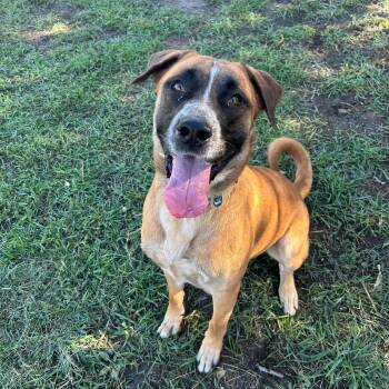 Tank 2 -  Mastiff Dog for Adoption in Lindon, Utah - Tank 2 | PetCurious
