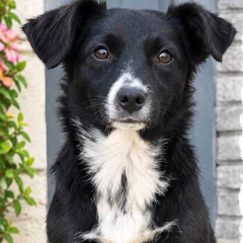 Shasta -  Border Collie Dog for Adoption in Escondido, California - Shasta | PetCurious