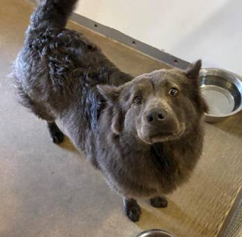 Ash -  Chow Chow Dog Available for Adoption in Belton, Texas - Ash | PetCurious