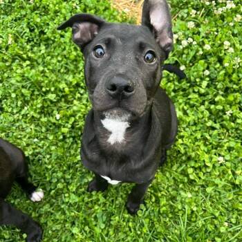 Rescue Mixed Breed Dogs for Adoption in Salisbury, Maryland - Divorce Attorney | PetCurious