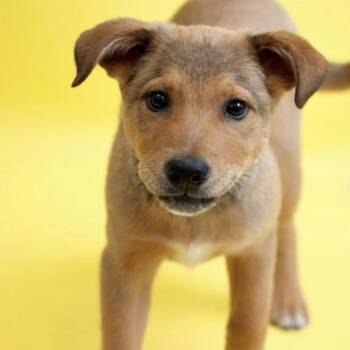 Mixed Breed Dogs Available for Adoption in Yaphank, New York - Alder | PetCurious