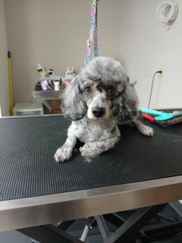 Wellington -  Miniature Poodle Dog for Adoption in VERNON ROCKVL, Connecticut - Wellington | PetCurious