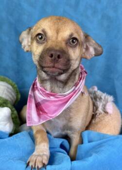 Rescue Chihuahua Dogs for Adoption in Hondo, Texas - Lottie - Green Eyed Chihuahua Baby | PetCurious