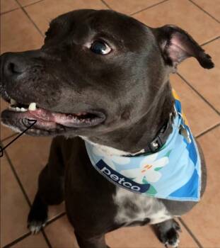 Rescue Staffordshire Bull Terrier Dogs for Adoption in Tallahassee, Florida - Jasper | PetCurious