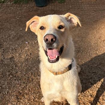 Labrador Retriever Dogs Available for Adoption in Columbia, South Carolina - Keegan | PetCurious