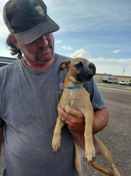 Foxy -  Chihuahua Dog for Adoption in Fort Stockton, Texas - Foxy | PetCurious