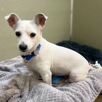 Dot -  Jack Russell Terrier and Chihuahua Dog for Adoption in Woodinville, Washington - Dot | PetCurious
