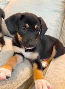 Sally -  Labrador Retriever Dog for Adoption in Kansas City, Kansas - Sally | PetCurious