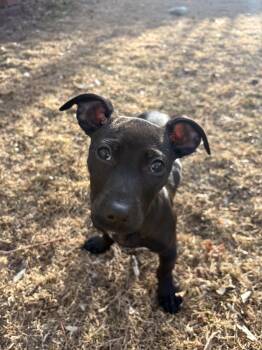 Labrador Retriever and Staffordshire Bull Terrier Dogs Available for Adoption - Fern #2 | PetCurious