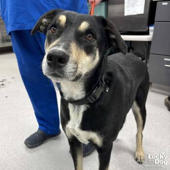 Shepherd Dogs Available for Adoption in Washington, District Of Columbia - Freya | PetCurious