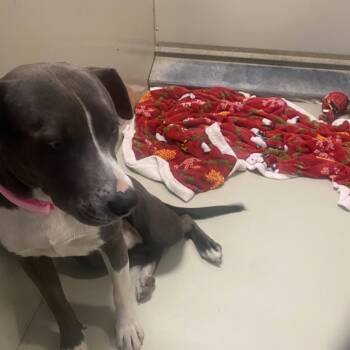 Pit Bull Terrier Dogs Available for Adoption in Westminster, California - WAGS-Stray-21209 | PetCurious