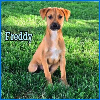 Mixed Breed Dogs Available for Adoption in Joliet, Illinois - Freddy | PetCurious