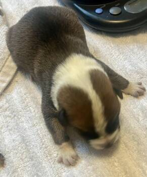 American Bulldog Dogs Available for Adoption - Delta Pup Squirrel | PetCurious