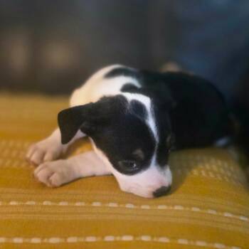 Binky -  Pit Bull Terrier Dog for Adoption in Jackson, Missouri - Binky | PetCurious