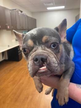 Beluga -  French Bulldog Dog for Adoption in Houston, Texas - Beluga | PetCurious