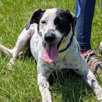 Jessica -  Mixed Breed Dog for Adoption in Madison, Wisconsin - Jessica | PetCurious