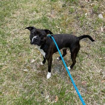 Mixed Breed Dogs Available for Adoption in Enfield, New Hampshire - Saco | PetCurious