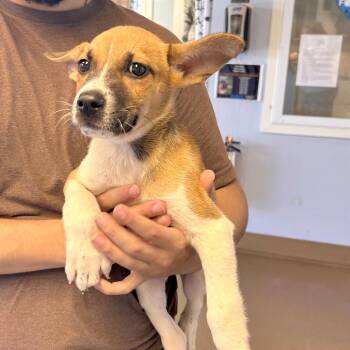 Nick -  Mixed Breed Dog for Adoption in Hendersonville, North Carolina - Nick | PetCurious