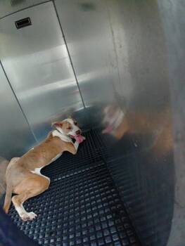 BO -  American Staffordshire Terrier Dog for Adoption in Fort Lauderdale, Florida - BO | PetCurious