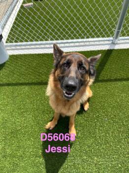 Jessi (Loni) -  German Shepherd Dog Dog for Adoption in Clarksville, Tennessee - Jessi (Loni) | PetCurious