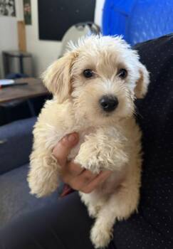 Sam -  Schnauzer and Poodle Dog for Adoption in Wheaton, Illinois - Sam | PetCurious