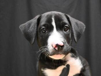 Yoda -  Pit Bull Terrier Dog for Adoption in Portland, Oregon - Yoda | PetCurious