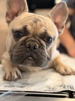 Gus -  French Bulldog Dog for Adoption in Carmel Hamlet, New York - Gus | PetCurious