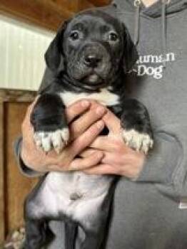 Mixed Breed Dogs Available for Adoption - Owen | PetCurious