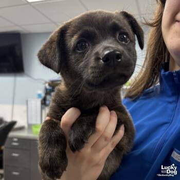 Shepherd Dogs Available for Adoption in Washington, District Of Columbia - Butterbean | PetCurious