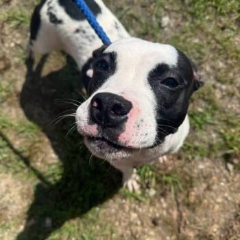 Jada -  American Bulldog Dog for Adoption in Washington, Georgia - Jada | PetCurious