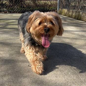 Yorkshire Terrier Dogs Available for Adoption - Ralph | PetCurious