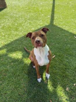 American Staffordshire Terrier and Mixed Breed Dogs Available for Adoption in Daytona Beach, Florida - Alice - 2 | PetCurious