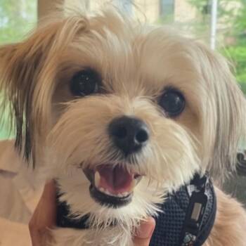 Levi -  Maltese and Yorkshire Terrier Dog for Adoption in Livonia, Michigan - Levi | PetCurious